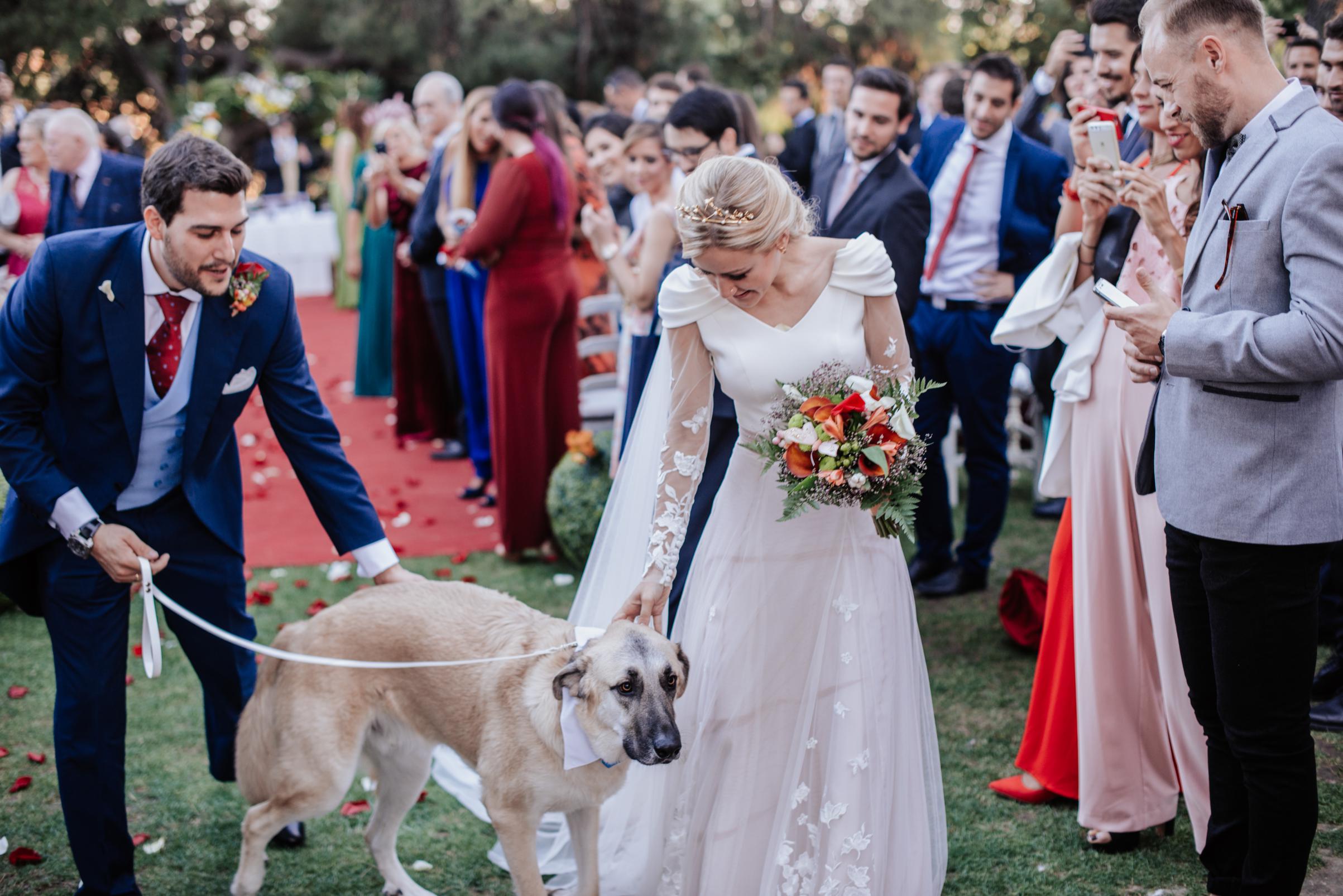 boda perro diseño medieval novia