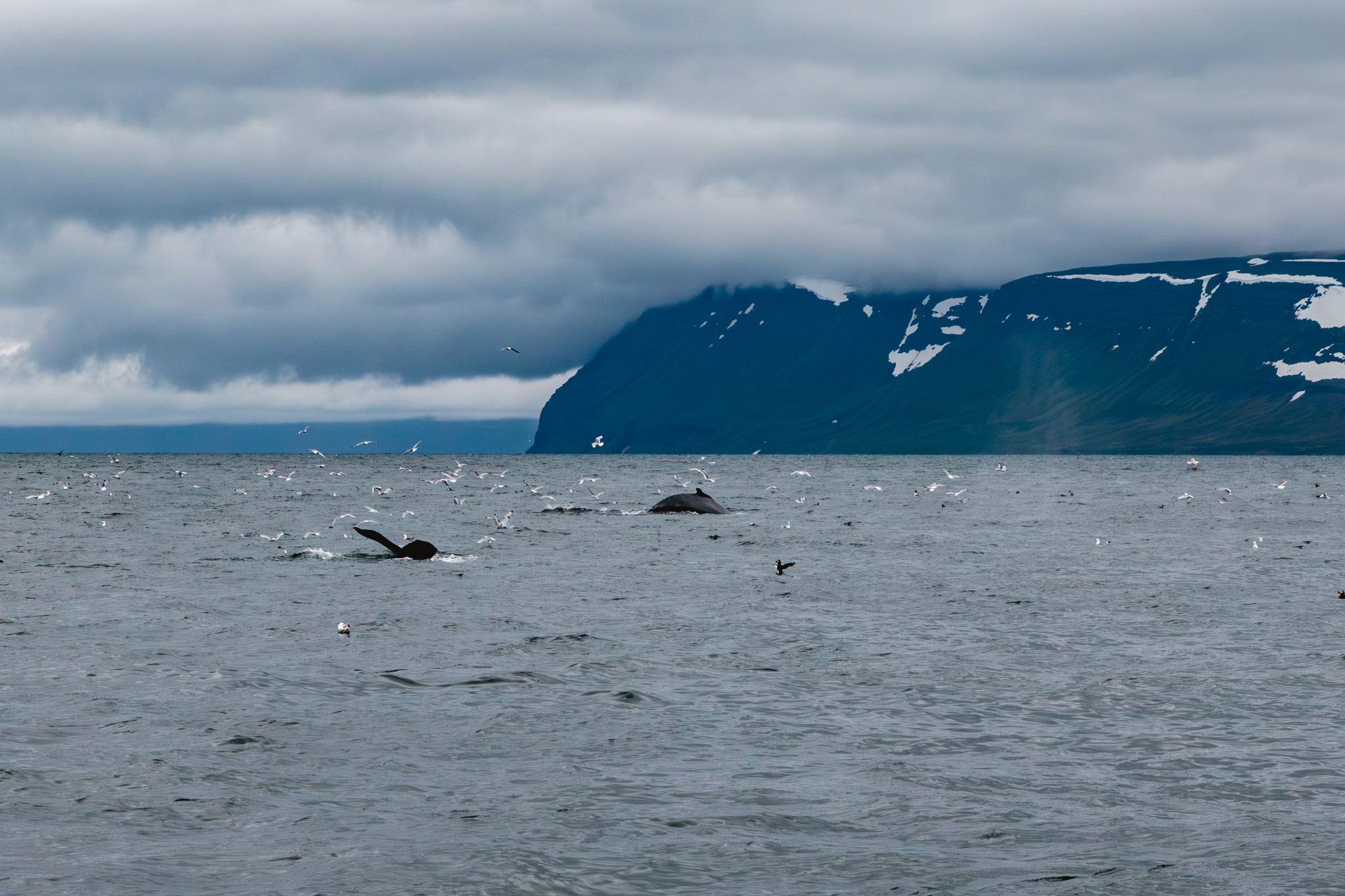 Ballenas avistadas frente a la costa de Ísafjörður, Islandia
